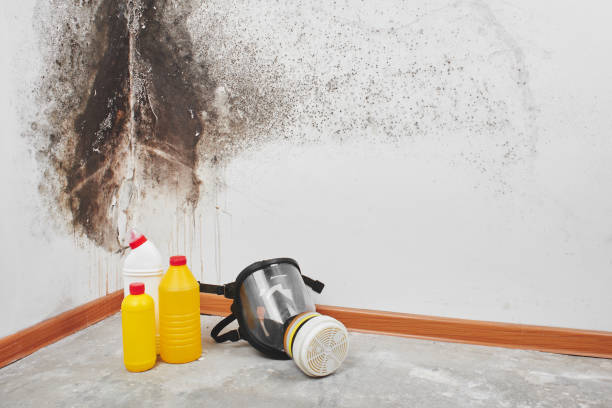 Best Health and Safety Mold Remediation in North Kensington, MD