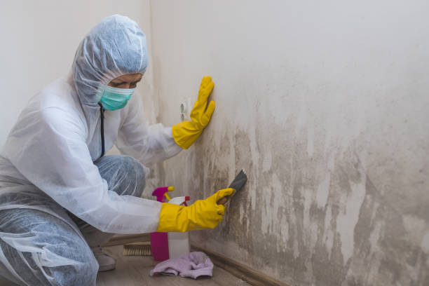 Best Black Mold Remediation in North Kensington, MD