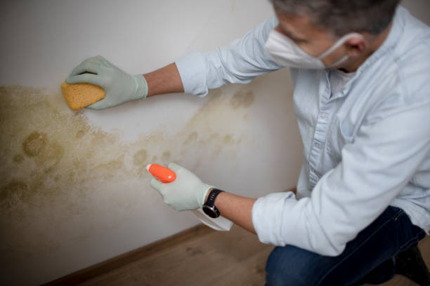 Best Kitchen Mold Remediation in North Kensington, MD