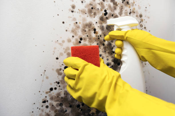 Best White Mold Remediation in North Kensington, MD