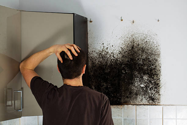 Best Basement Mold Remediation in North Kensington, MD