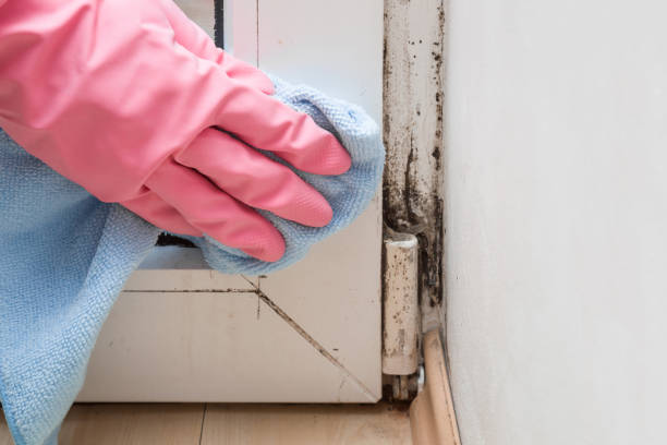 Best Crawl Space Mold Remediation in North Kensington, MD