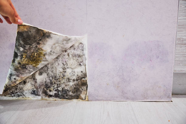 Best Preventive Mold Services in North Kensington, MD